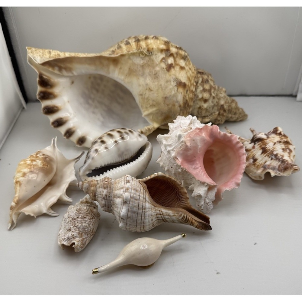 Set Of 8 VTG Estate Sea Shells Inclu. Various Sizes And Types + 10" Conch - Picture 6 of 16